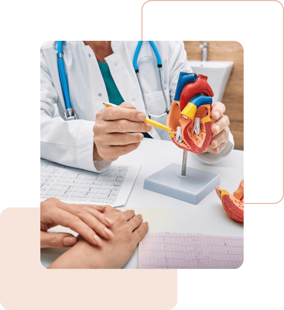 O que é um eletrocardiograma - um médico segurando um modelo de coração humano