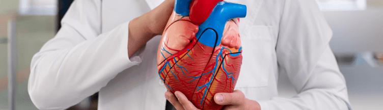 Médico segurando um coração de plástico, representando cuidado com a saúde cardíaca.